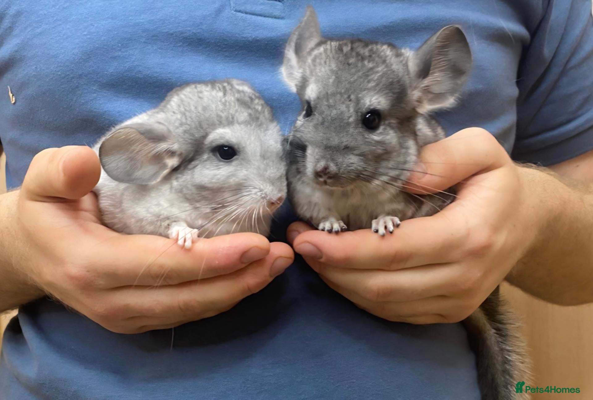 Chinchilla rodents Pair of tame male chinchillas - Advert 7