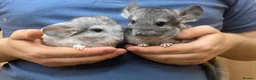 Chinchilla rodents for sale: Pair of tame male chinchillas - Advert 1