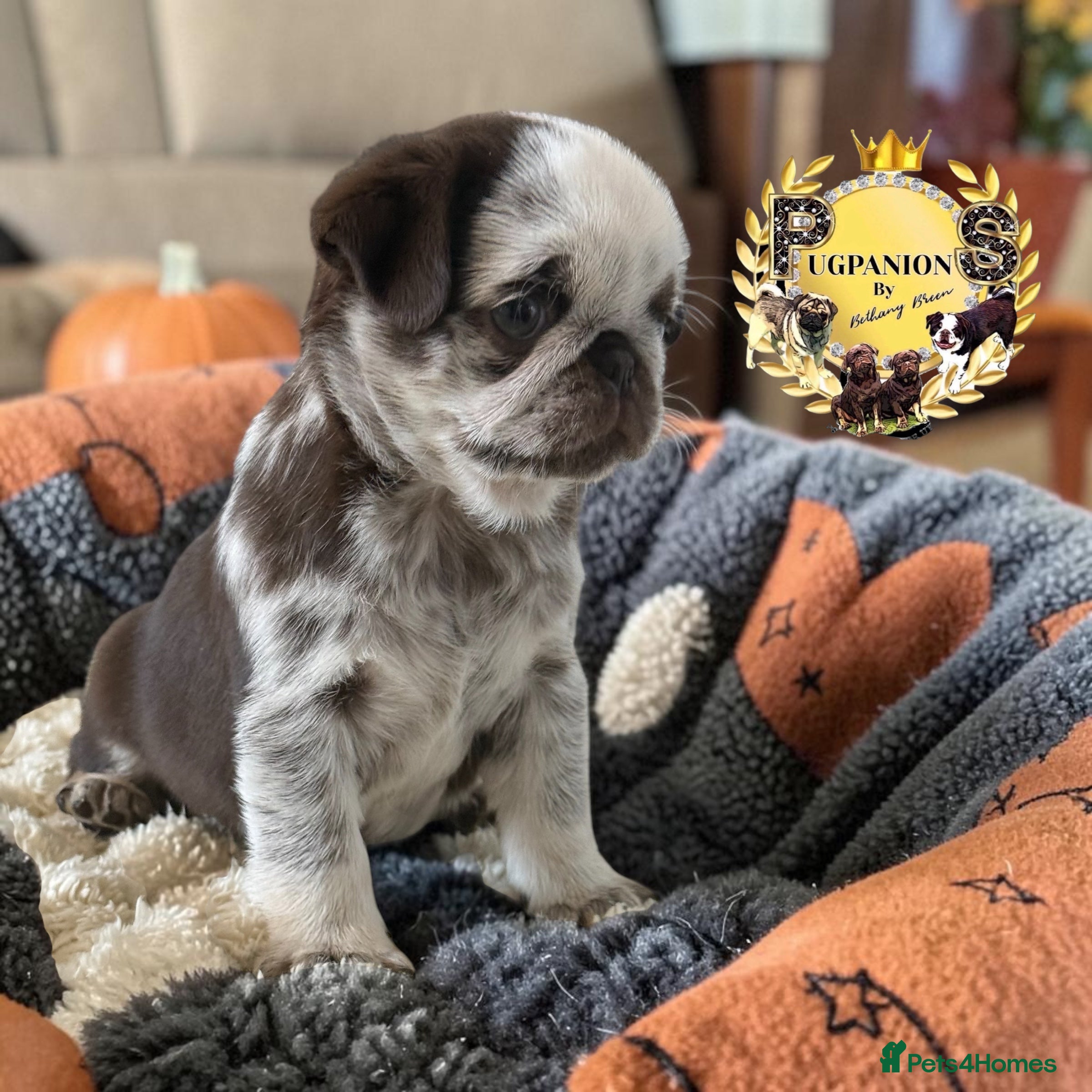 Pug dogs for sale: Kc lilac and choc pugs - 5 star licenced breeder - Advert 2