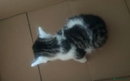Brazilian Shorthair cats for sale: British shorthairs  - Image 7