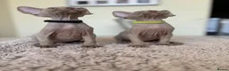 Devon Rex cats for sale: Price Reduced!TICARegisteredDevonRex lilac kittens - Advert 11