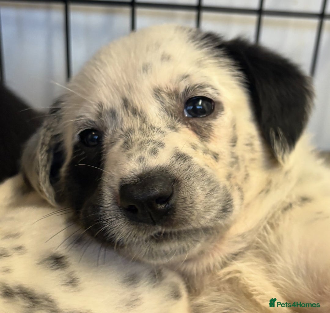 Mixed Breed dogs for sale: Pyrematian puppies - Advert 18