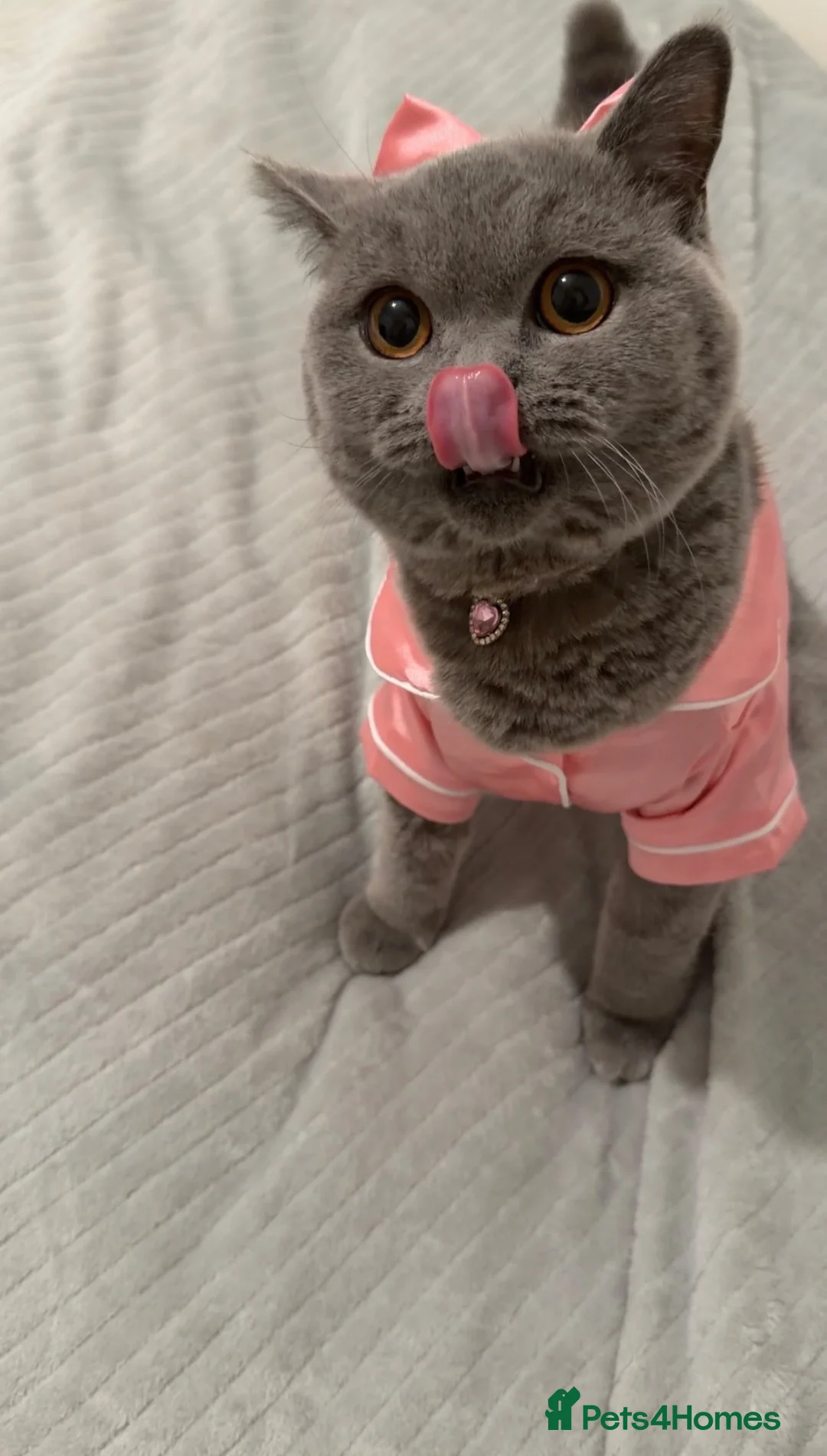 British Shorthair cats for sale: Female British Shorthair  - Advert 4