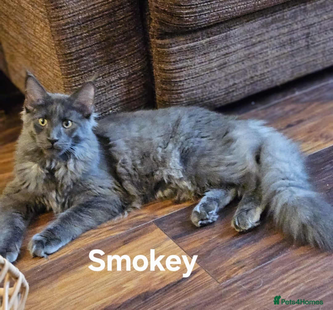 Maine Coon cats for sale: GCCF Maine coon litter  - Advert 1