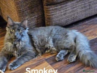 Maine Coon cats GCCF Maine coon litter - Advert 1