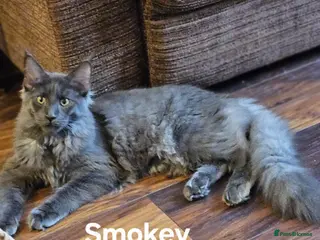 Maine Coon cats GCCF Maine coon litter - Advert 14