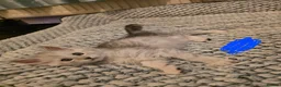 Maine Coon cats for sale: TICA Black Silver Ticked Pedigree Main Coone - Advert 7