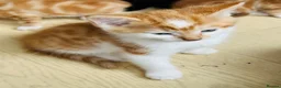 British Longhair cats for sale: Kittens - Advert 10