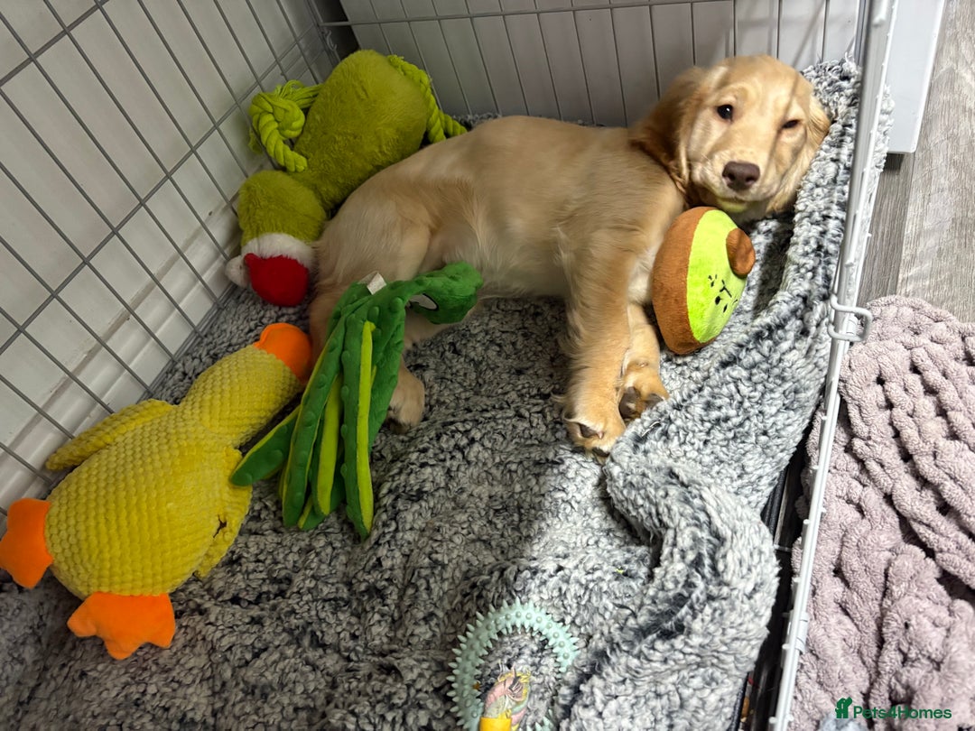 Mixed Breed dogs for sale: Beautiful female Cockapoo  - Advert 7