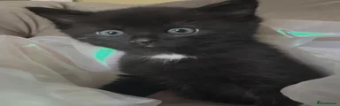 Black with white spot 
