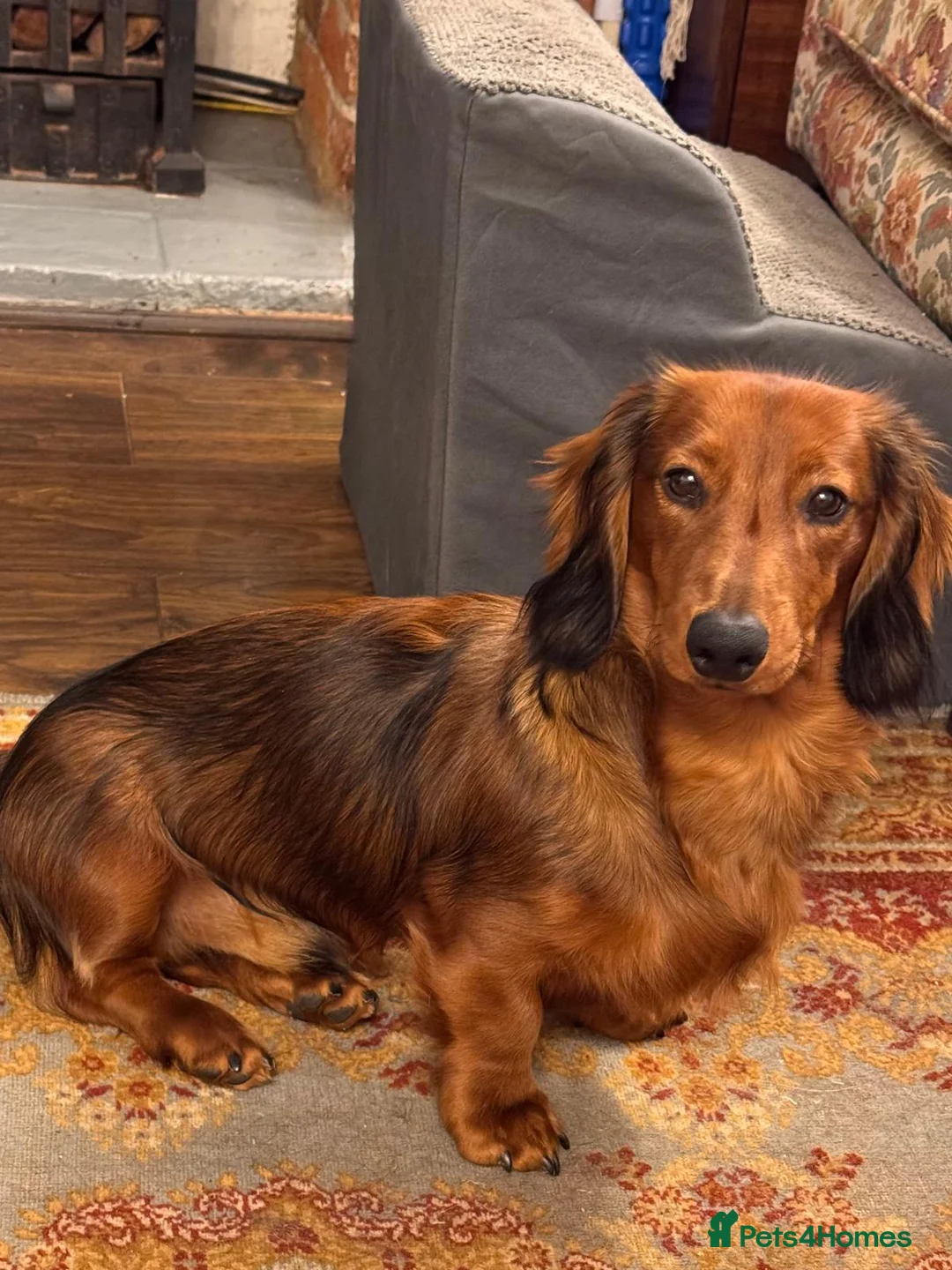 Miniature Dachshund dogs for stud: Stunning Miniature Red Long Haired Dachshund - Advert 10
