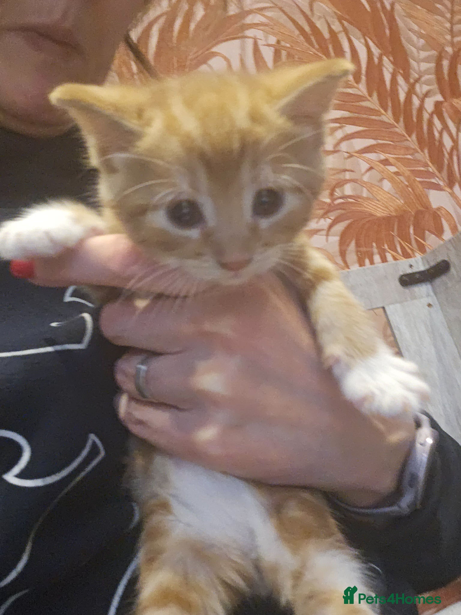 Mixed Breed cats Stunning Long Haired Kittens, rare colours🐾 💗 - Advert 2