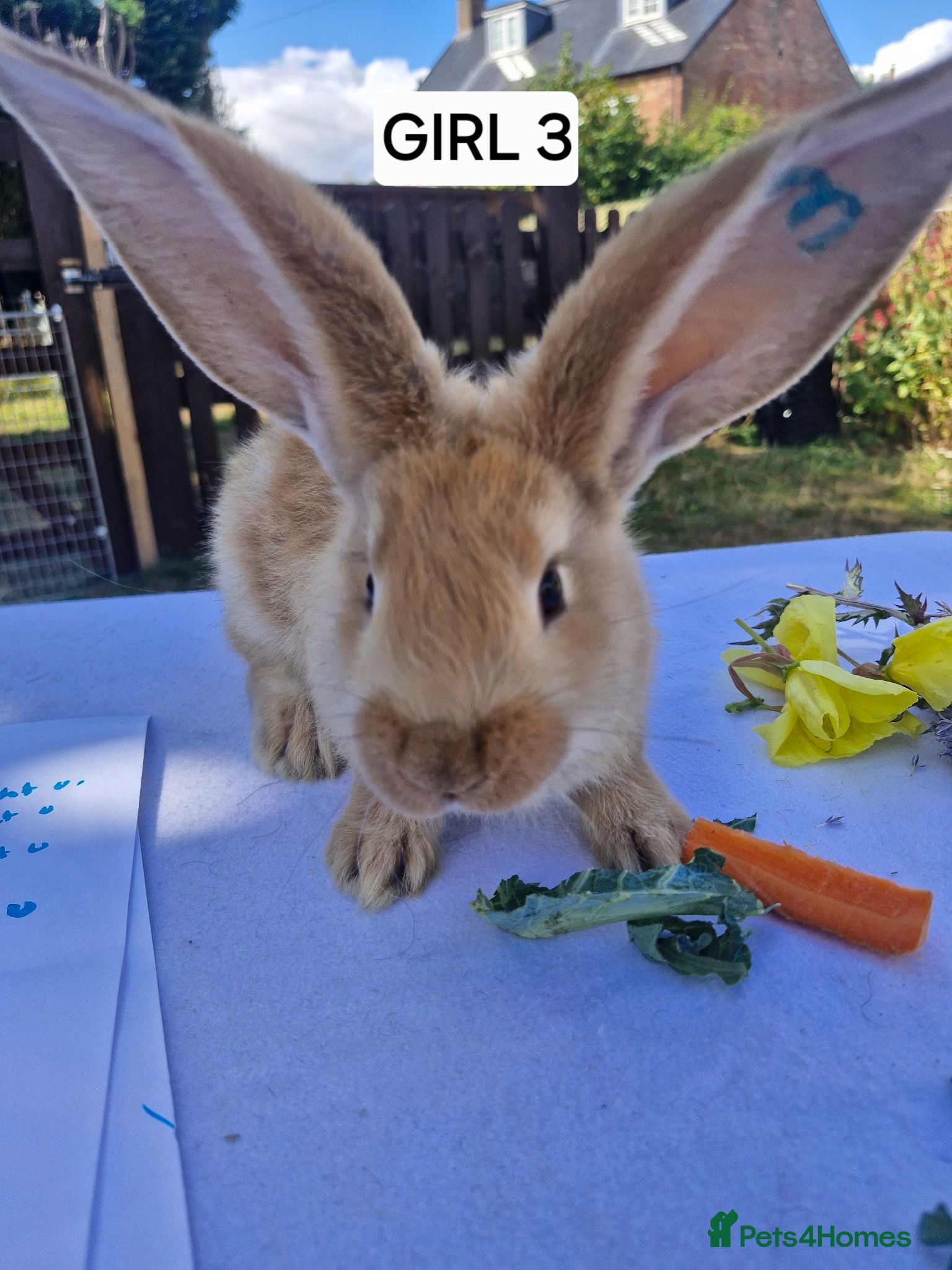Continental Giant rabbits 6 babies ready for loving homes - Advert 1