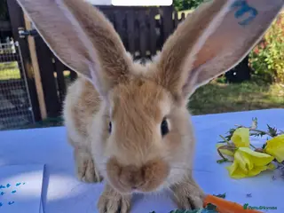Continental Giant rabbits 6 babies ready for loving homes - Advert 1