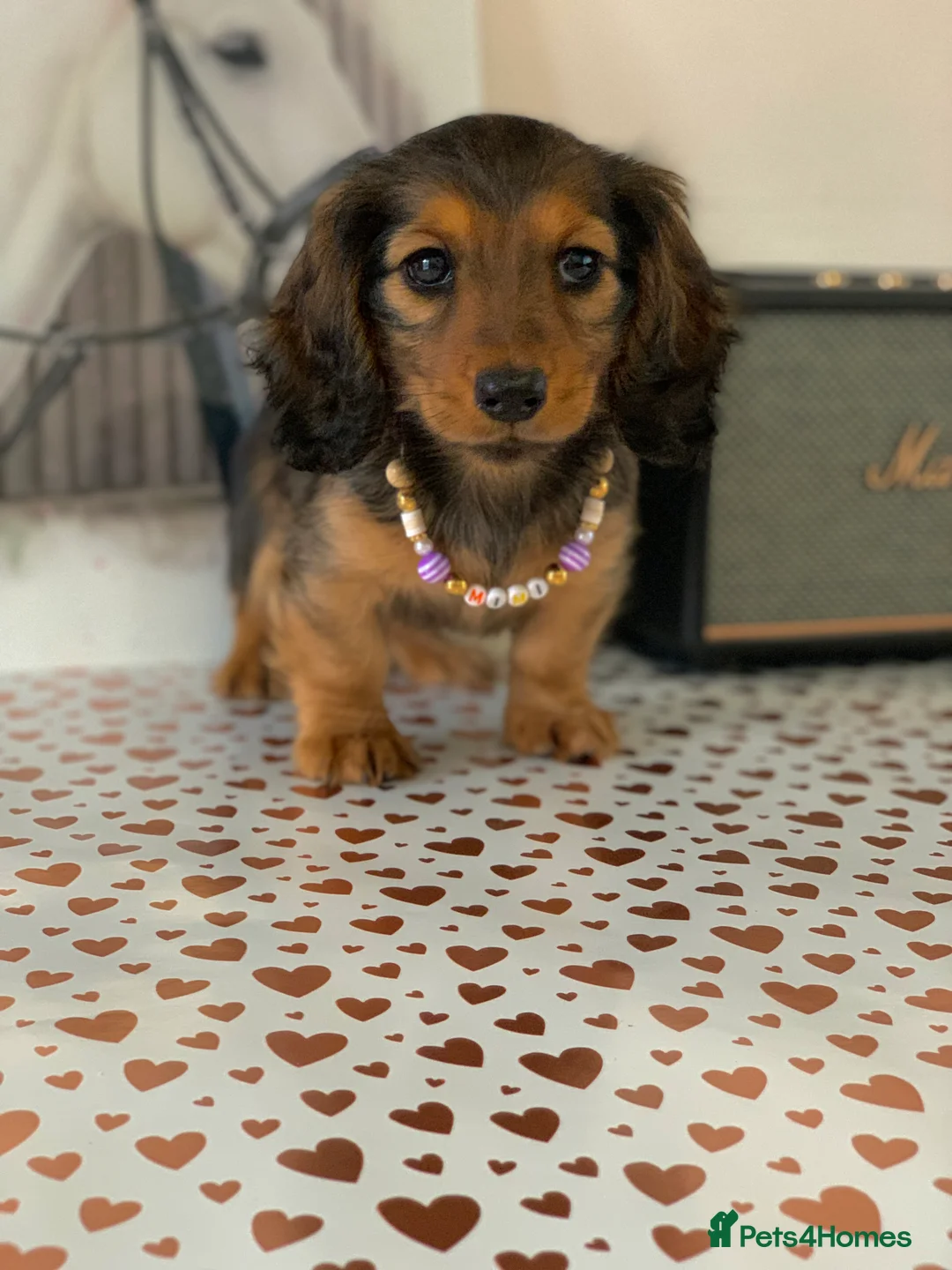 Miniature Dachshund dogs for sale: KC Registered true to type Longhaired mini’s - Advert 30