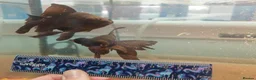 Goldfish fish for sale: Goldfish , Veiltail , Fancy, Telescope black in Glasgow - Advert 3