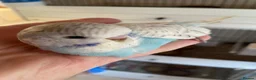 Budgerigars birds for sale: Tame baby budgies - Advert 20