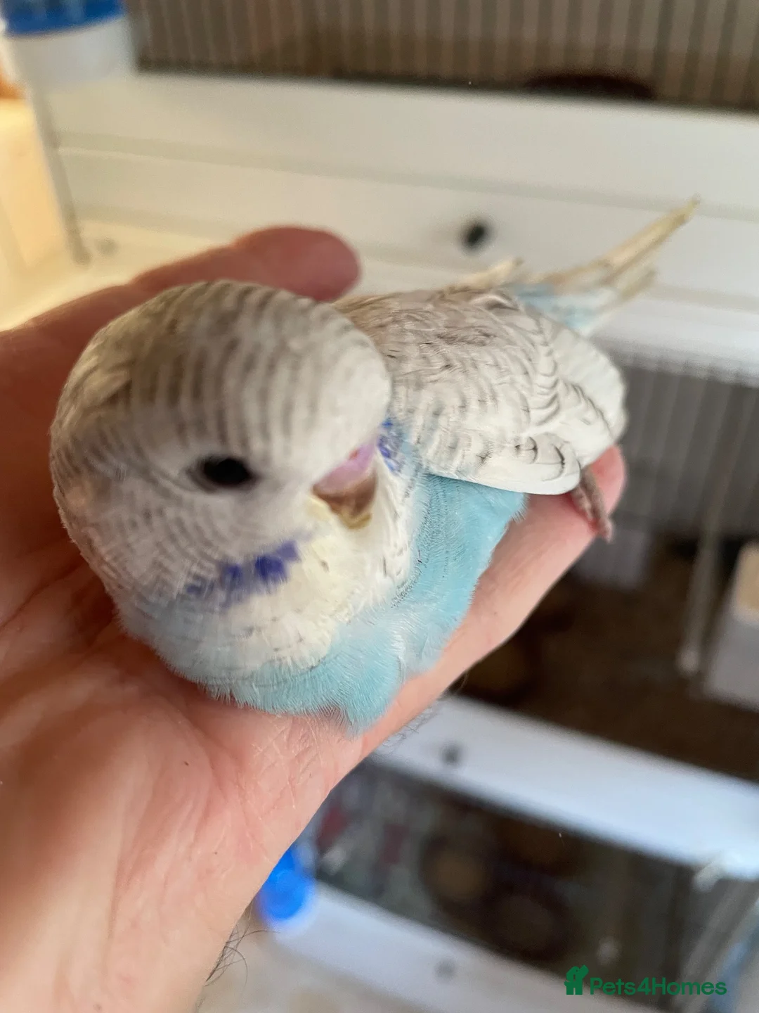 Budgerigars birds for sale: Tame baby budgies - Advert 20