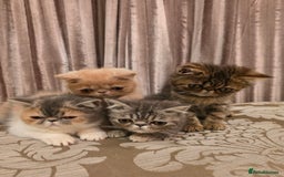Exotic cats for sale: Super high quality Exotics - TICA reg pedigree - Image 5
