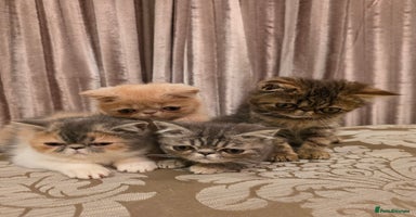 Exotic cats - Advert 3