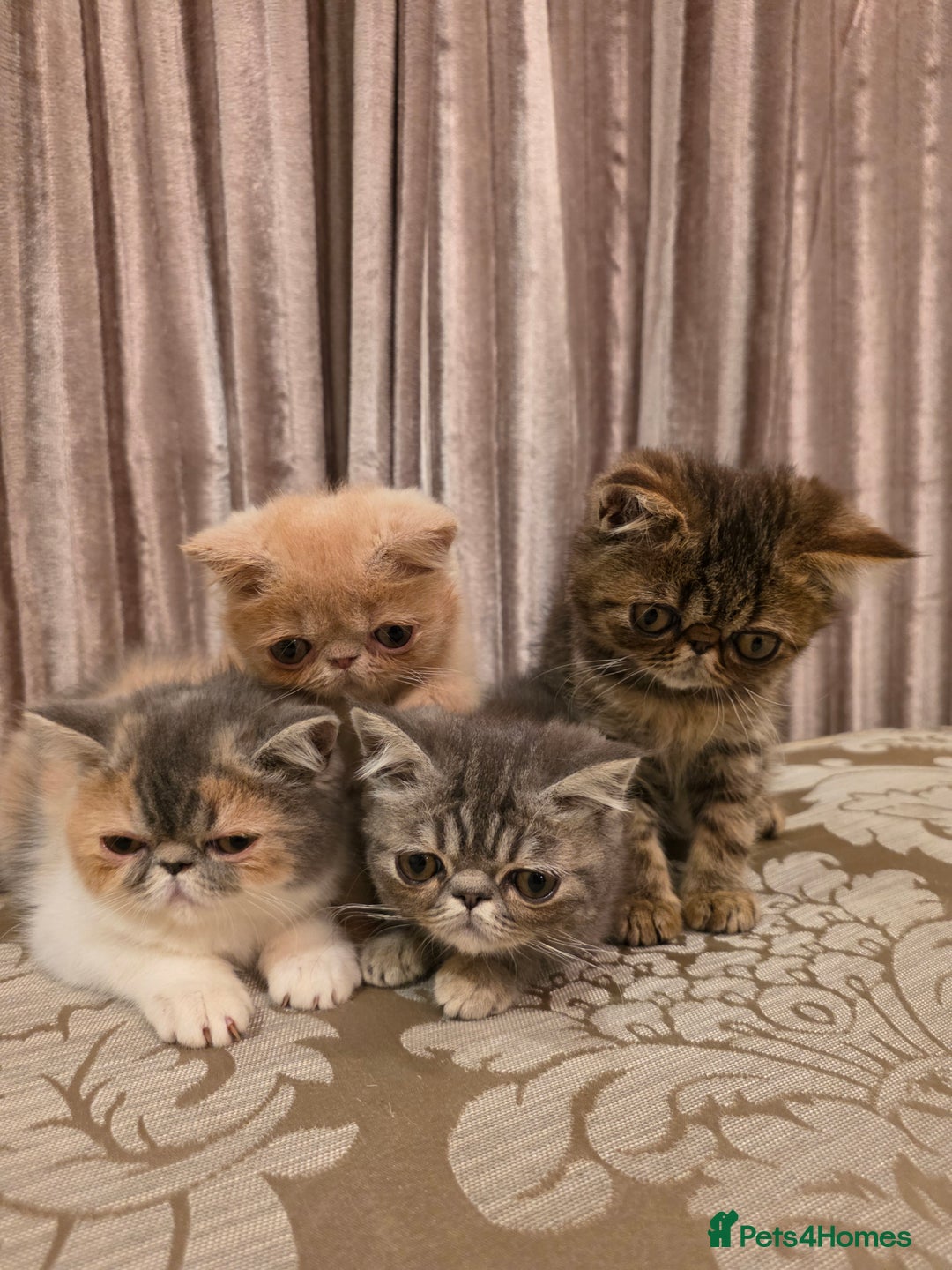 Exotic cats for sale: Super high quality Exotics - TICA reg pedigree - Image 5