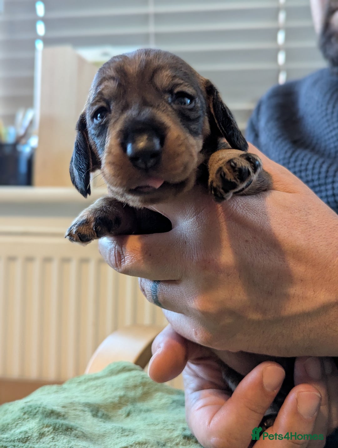 Dachshund dogs for sale: Standard Wirehaired Dachshund Puppies - Image 25