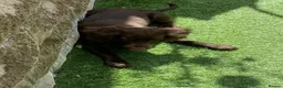 Cocker Spaniel dogs for sale: Chocolate cocker spaniel boy 13 weeks  - Advert 4