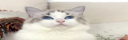 Ragdoll cats for sale: Show Line Ragdoll Seal Lynx Bicolour Girl - Advert 1