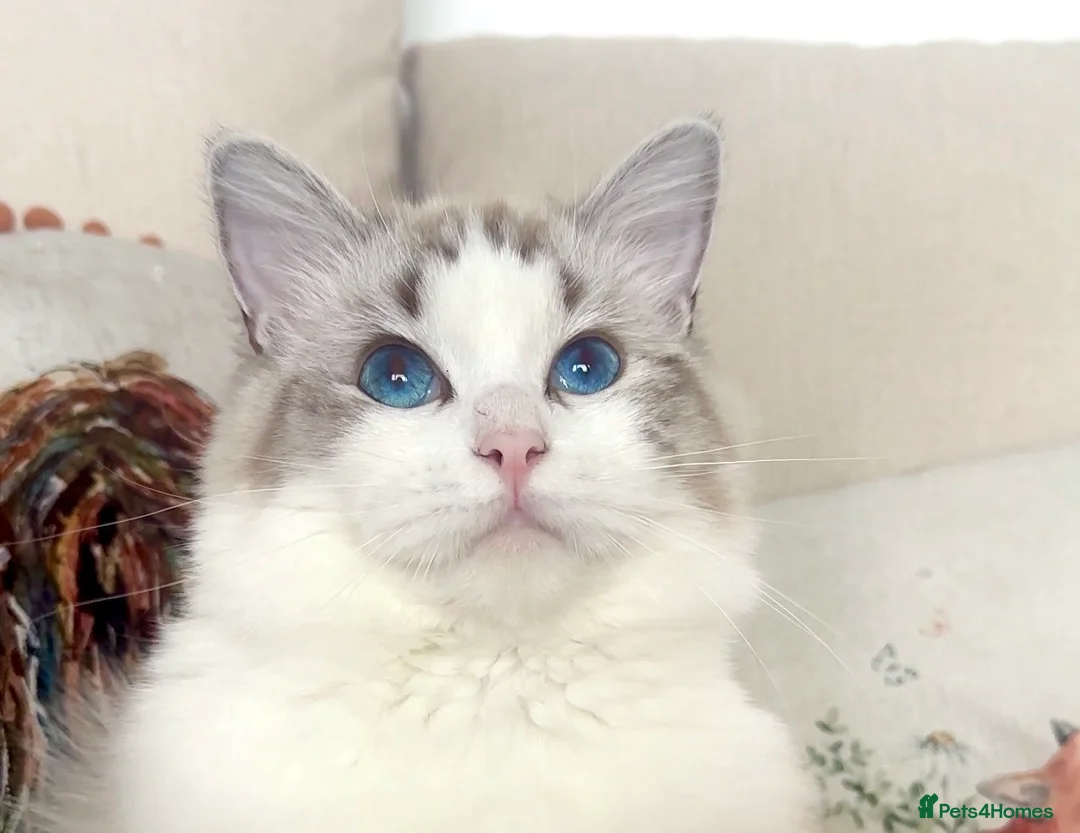 Ragdoll cats for sale: Show Line Ragdoll Seal Lynx Bicolour Girl - Advert 1