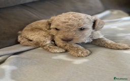 Labradoodle dogs for sale: Miniature Labradoodle puppies - Image 17