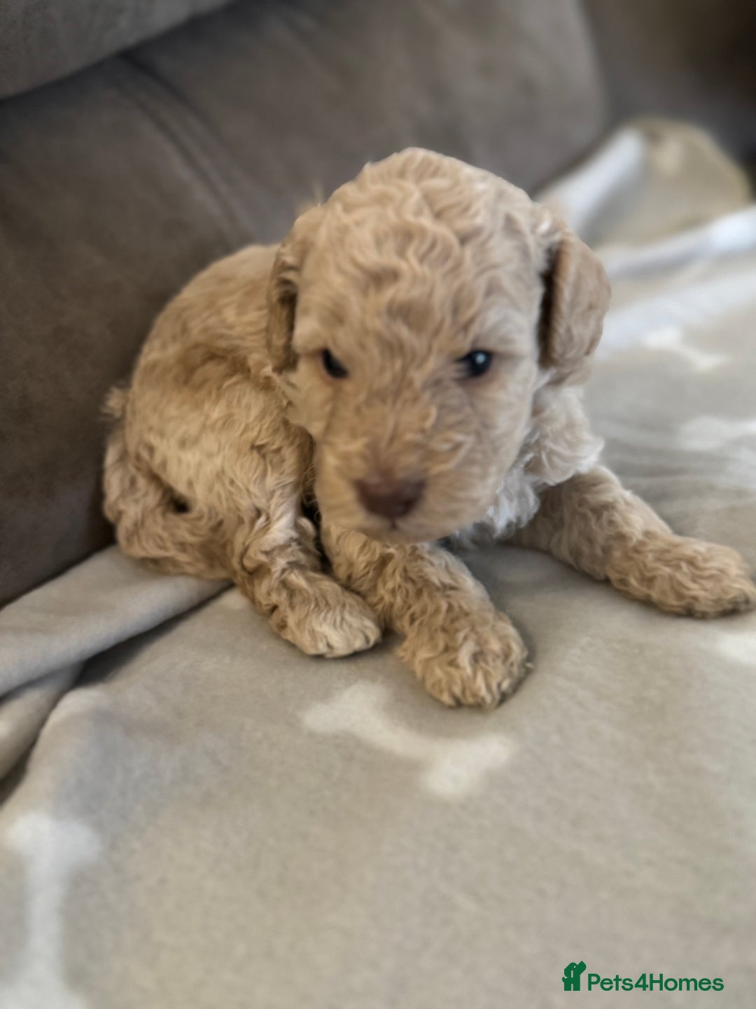 Labradoodle dogs for sale: Miniature Labradoodle puppies - Image 17
