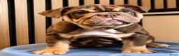 English Bulldog dogs for sale: English Bulldog Female  - Advert 2