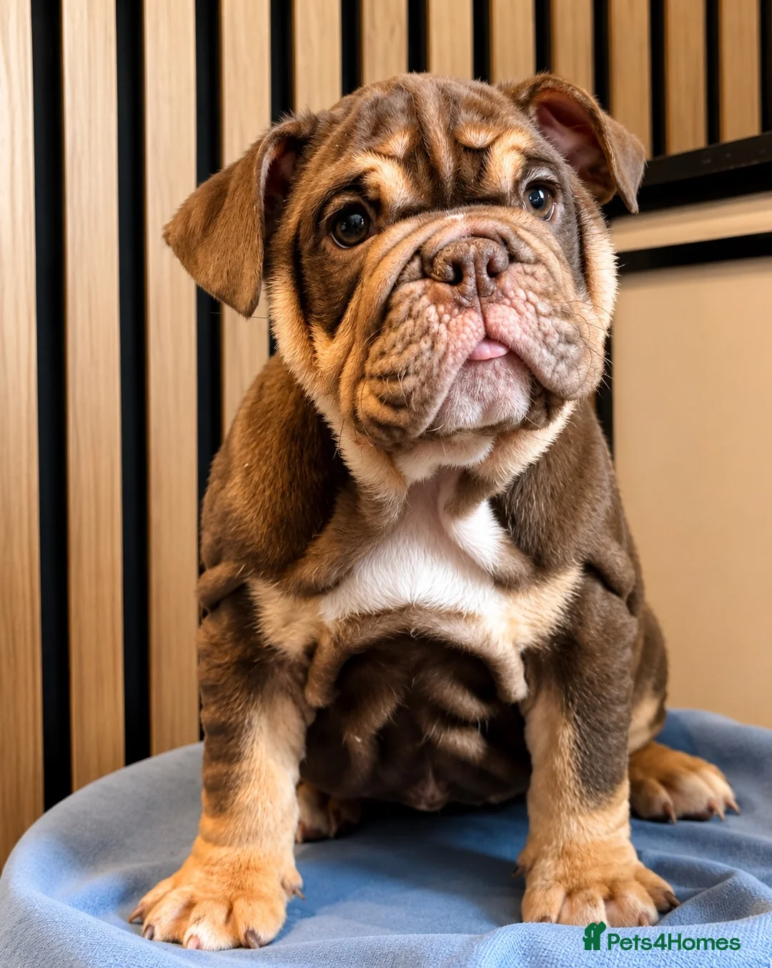 English Bulldog dogs for sale: English Bulldog Female  - Advert 2