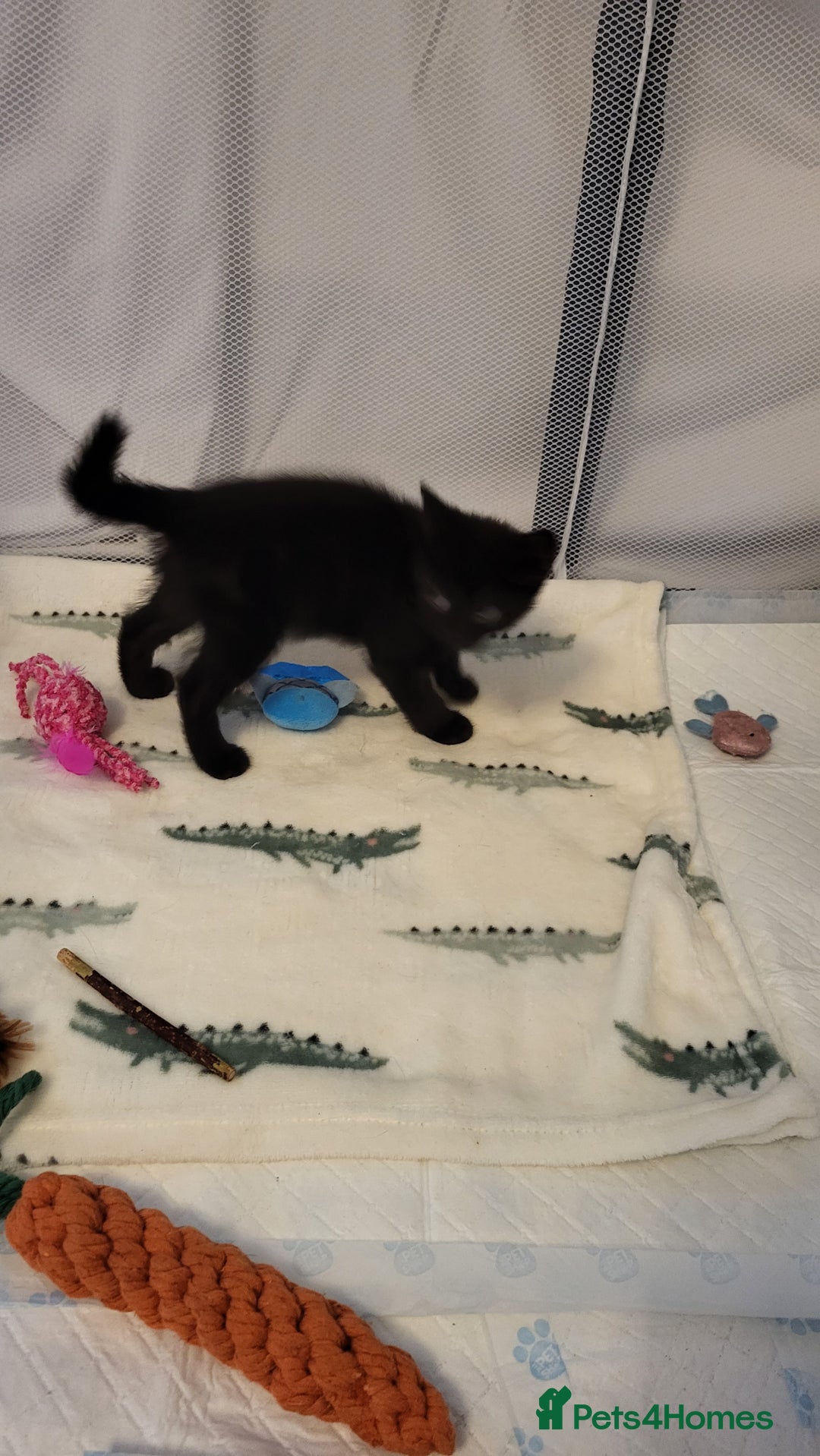 Mixed Breed cats for sale: Kittens Ready Now - Image 9