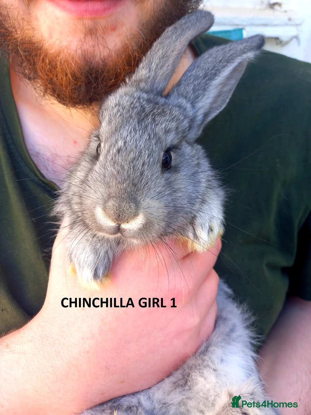 Continental Giant rabbits for sale: Quality Continental giants in Ledbury - Advert 1