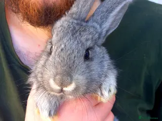 Continental Giant rabbits Quality Continental giants - Advert 1