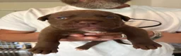 Mixed Breed dogs for sale: Bull presa pups  - Advert 18