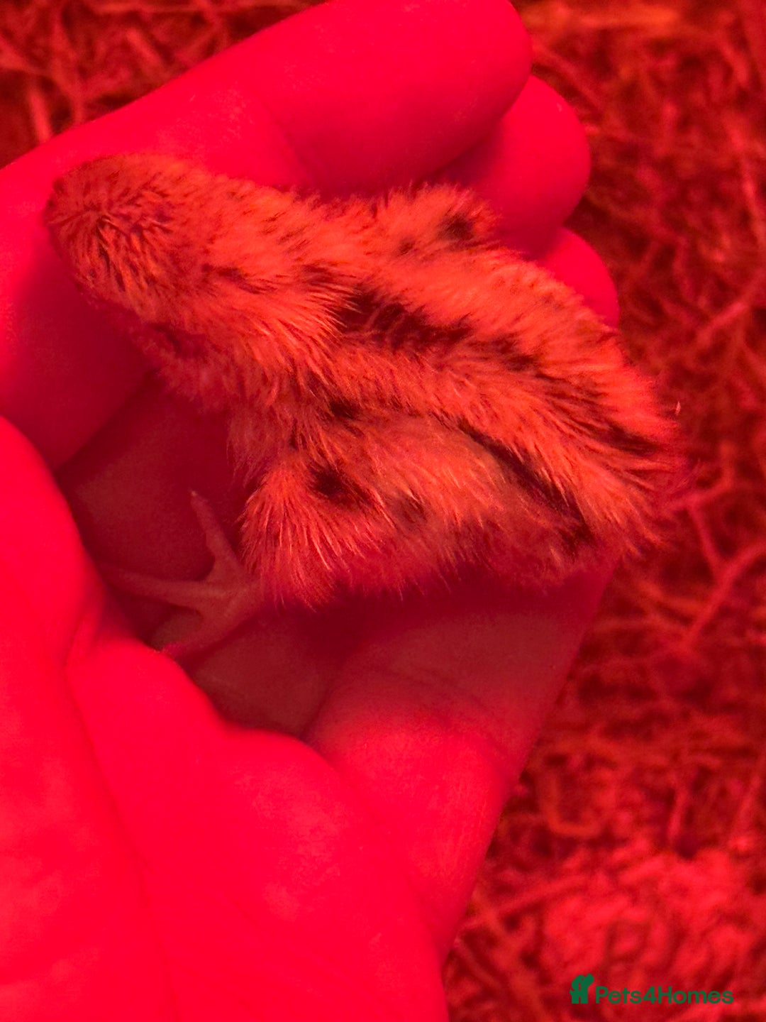 Quail poultry for sale: 3 MALE COTURNIX QUAIL, HATCHLINGS & EGGS FOR SALE - Advert 7