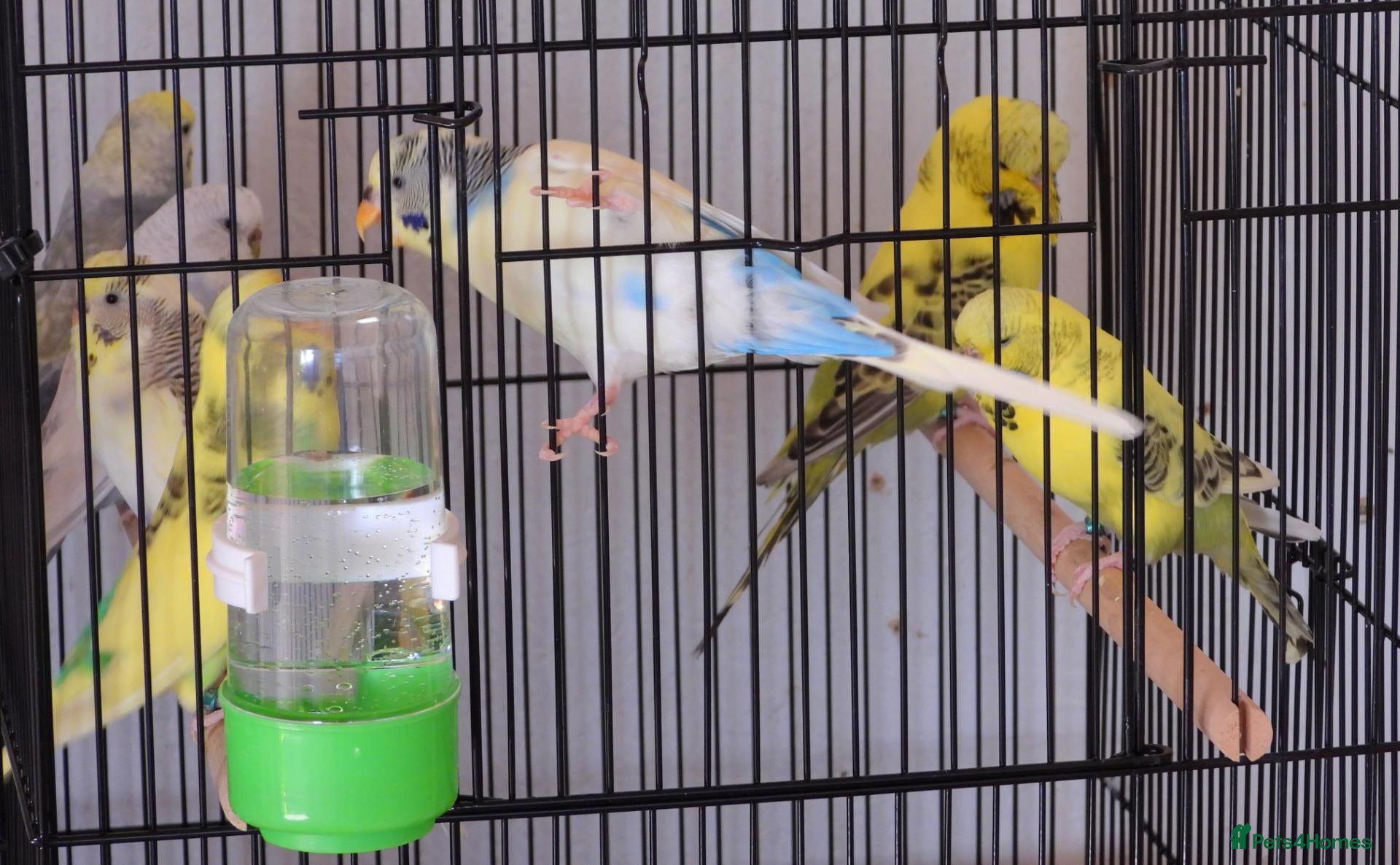 Budgerigars birds New Stock Budgies - Advert 1