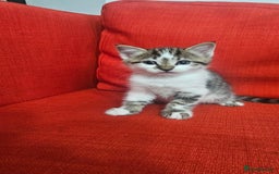 Domestic Shorthair cats for sale: Male and female  - Image 8