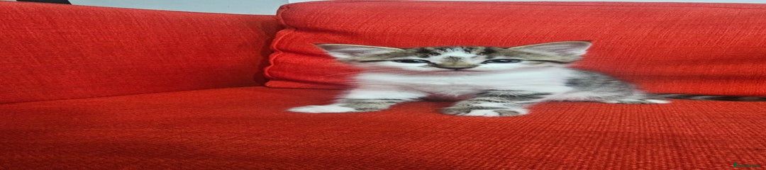 Domestic Shorthair Kitten 4