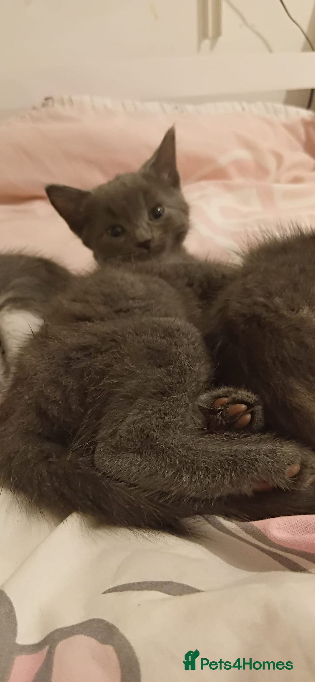 Mixed Breed cats for sale: 3 Blue British shorthair and Mancoon mixed kittens - Advert 8