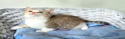 British Shorthair cats for sale: Very unusual British shorthair - Advert 2