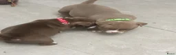 American Bully dogs for sale: Looking for there forever home - Advert 27