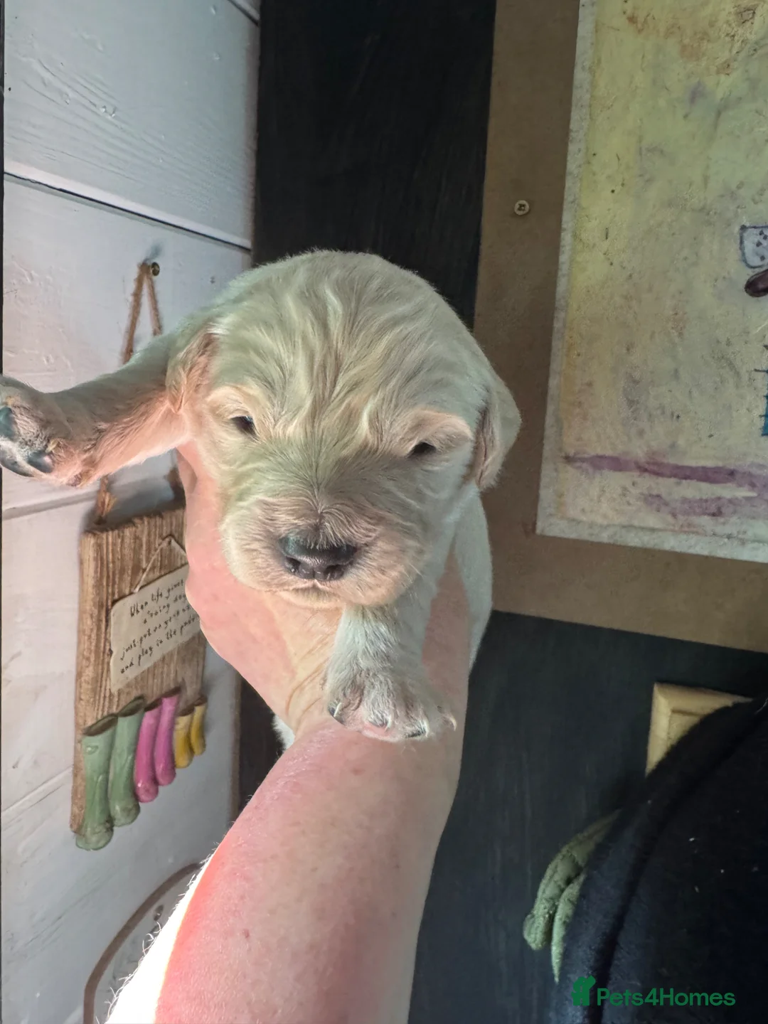 Golden Retriever dogs for sale: Gorgeous Golden Retrievers - Advert 7