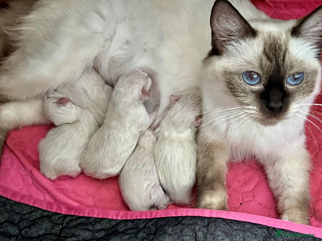 Ragdoll cats for sale: Pure Ragdoll Kittens - Image 15