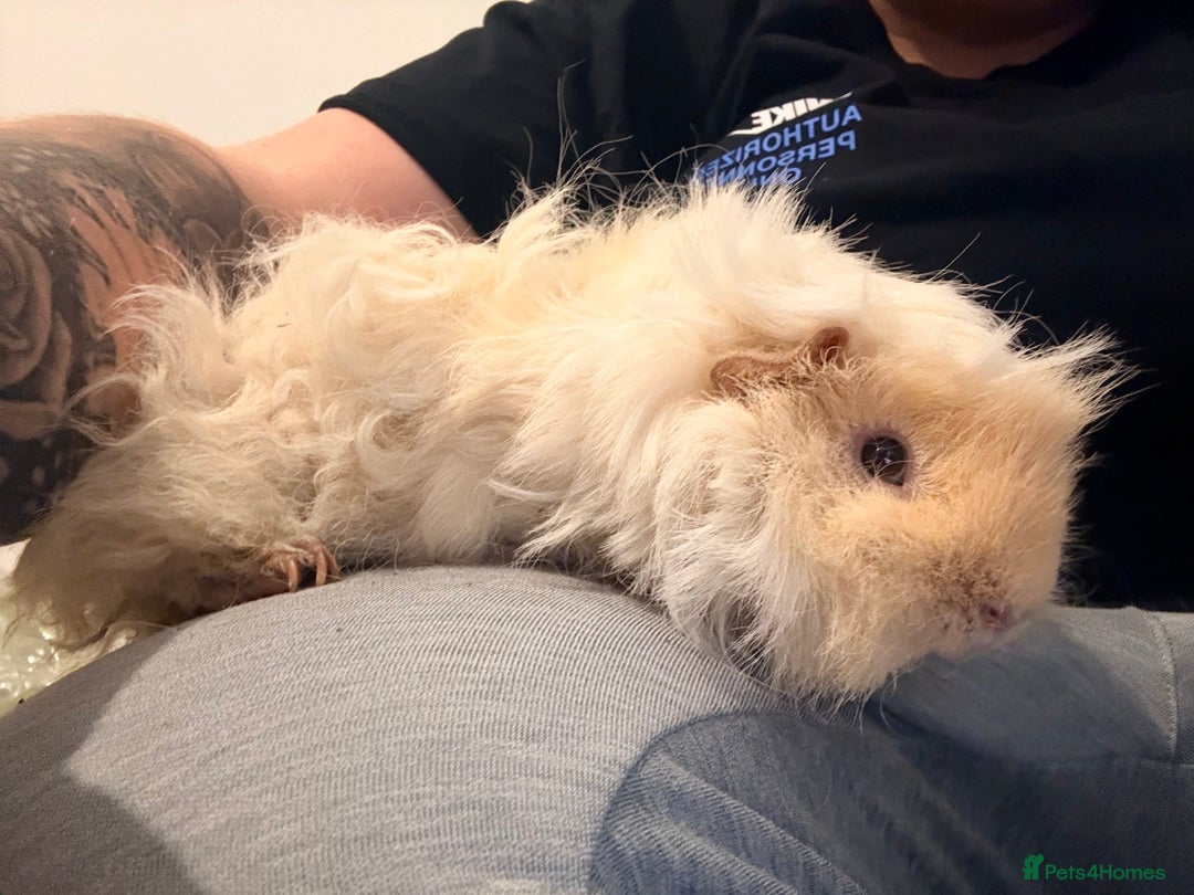 Guinea Pig rodents for sale: Male Guinea pigs  - Advert 1