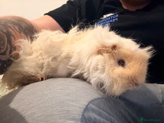 Guinea Pig rodents Male Guinea pigs - Advert 1