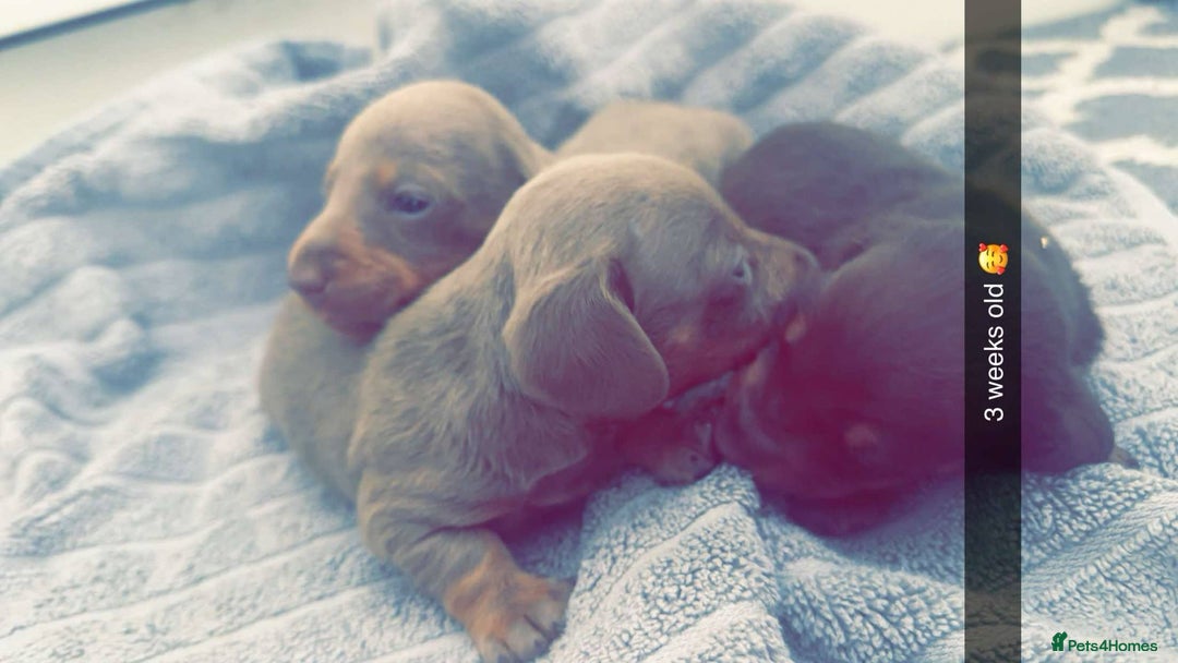 Miniature Dachshund dogs for stud: Miniature dachshund for stud!  in Nottingham - Image 8