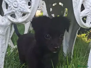 Chihuahua dogs *Last boy left* long coat chihuahua pup - Advert 10